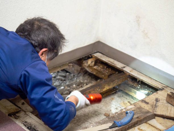 Best Mold Removal Process  in Lakin, KS