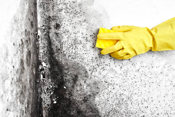 Best Affordable Mold Removal  in Lakin, KS