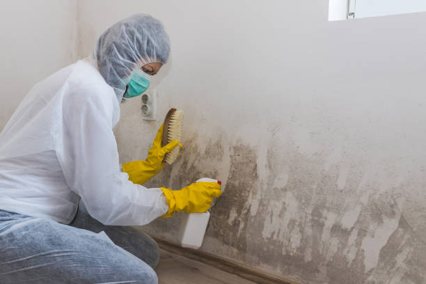Home Mold Removal in Lakin, KS