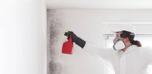 Best Mold Cleaning Services  in Lakin, KS