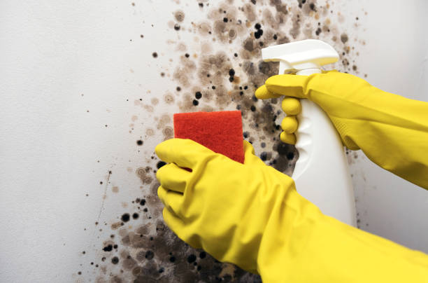 Best Mold Remediation  in Lakin, KS