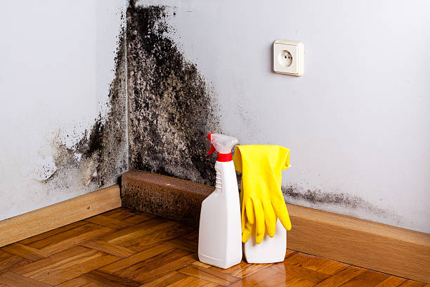 Best Office Mold Removal Services  in Lakin, KS