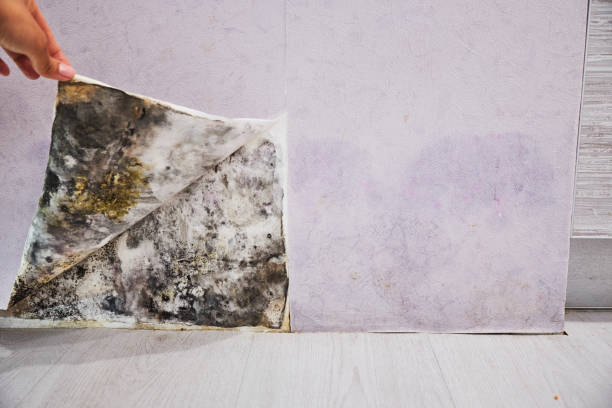 Best Certified Mold Removal  in Lakin, KS